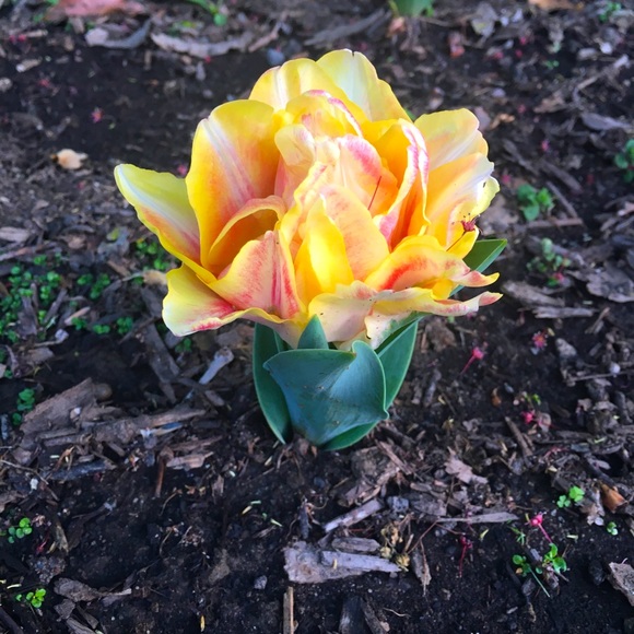 Meet your Posher, Helene - Picture 3 of 3